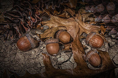 Randall Nyhof Royalty Free Images - Fallen Acorns Royalty-Free Image by Randall Nyhof
