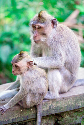 Us State Map Designs - Family of Monkeys in Temple Park Bali by Rostislav Ageev