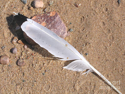 For The Cat Person - Feather on Damp Sand by Ann Horn