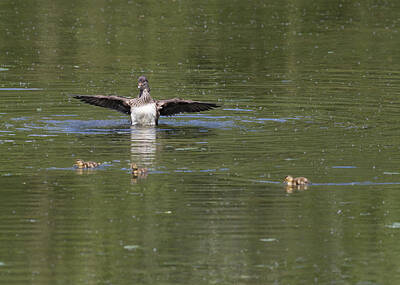 Sean Davey Underwater Photography - Female Mandarin duck with chicks by Chris Smith