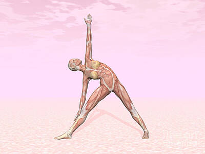 Sports Digital Art - Female Musculature Performing Triangle by Elena Duvernay