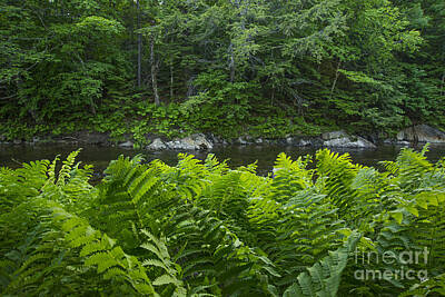 Legendary And Mythic Creatures Rights Managed Images - Ferns Along the Stream Royalty-Free Image by Alana Ranney
