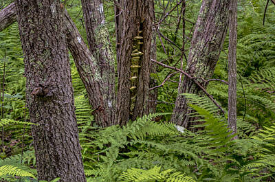 Royalty-Free and Rights-Managed Images - Ferns and Trees by Stoney Stone