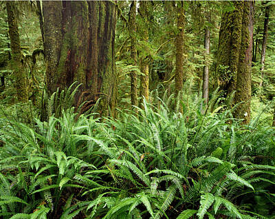 Easter Egg Stories For Children - 1A2912-Ferns in Rain Forest Canada  by Ed  Cooper Photography
