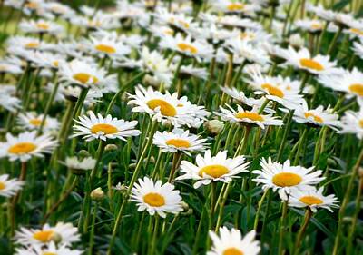 Fathers Day 1 - Field of Daisies by Wendy Gertz