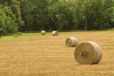 James Bo Insogna Photo Rights Managed Images - Field of Freshly Baled Round Hay Bales Royalty-Free Image by James BO Insogna