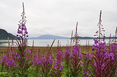 Laundry Room Signs - Fireweed at Fish Creek by Cathy Mahnke
