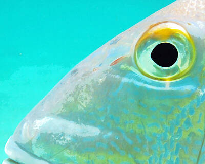 Beach Royalty Free Images - Fish Eye Royalty-Free Image by Seven Seas