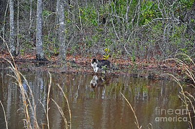 Fairies Sara Burrier - Fishing Feline by Al Powell Photography USA