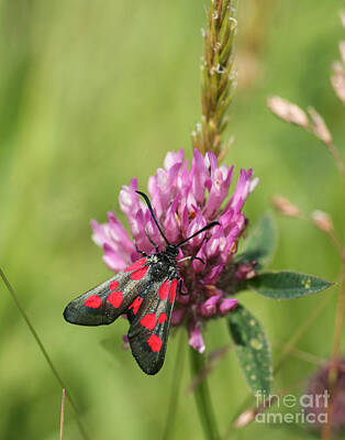Advertising Archives Royalty Free Images - Five-spot Burnet Moth Royalty-Free Image by John Keates