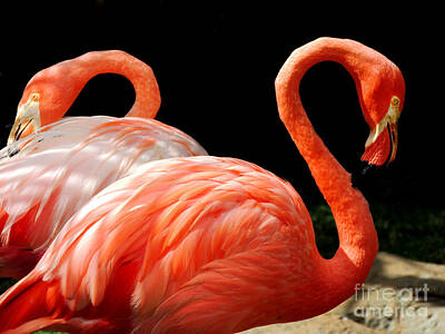 Science Collection - Flamingo Couple by Kristine Widney