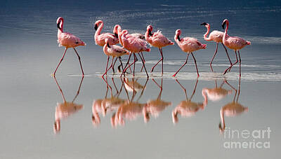 Birds Photos - Flamingo Reflections by J L Woody Wooden