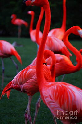 All You Need Is Love - Flamingos by Ronald Chacon