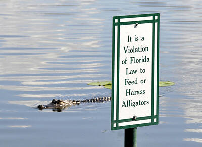 Reptiles Photos - Alligator warning sign by David Lee Thompson