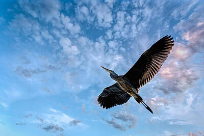 Birds Royalty-Free and Rights-Managed Images - Flight Of The Heron by Bob Orsillo