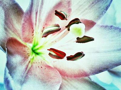 Lilies Photos - Floral Abstract Pink Blue Lilac Lily - Flower Macro Fine Art Photograph by Marianna Mills