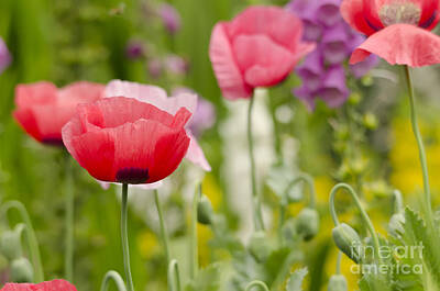 Mans Best Friend Rights Managed Images - Poppy Fields Royalty-Free Image by Darren Wilkes