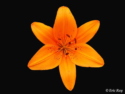 Prescription Medicine - Flower on Black by Eric Ray Photography