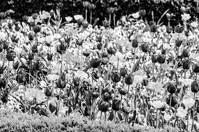 Antique Maps - Flowerbed With Tulips And Violas In Black And White by Colin Utz