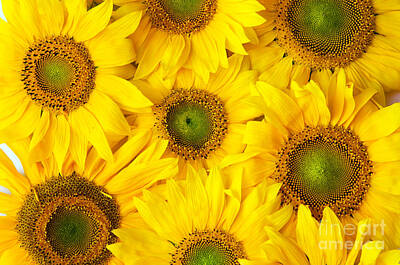 Sunflowers Photos - Flowers background by Michal Bednarek