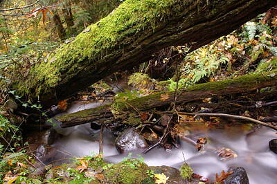 Sports Tees - Flowing Under A Log by Jeff Swan