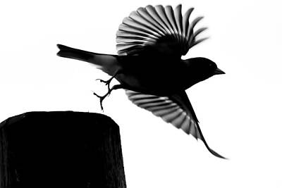 Iconic Women Rights Managed Images - Flying bird silhouette Royalty-Free Image by Izzy Standbridge