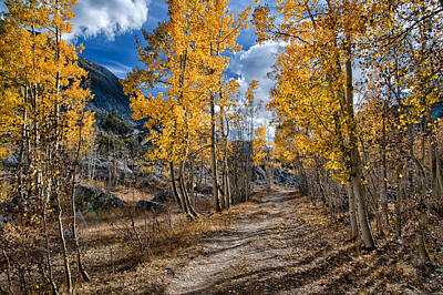 Mountain Rights Managed Images - Follow the Yellow Tree Road Royalty-Free Image by Cat Connor