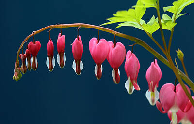 Floral Photos - Bleeding Hearts For Your Love by Debbie Oppermann