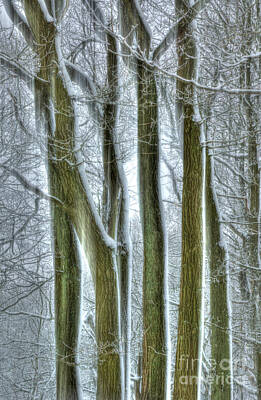 Modern Masters - Forest Sentinels by David Birchall