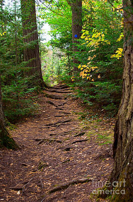Graduation Sayings - Forest Trail by Les Palenik