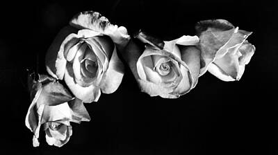 Roses Photos - Four Roses by Marianna Mills