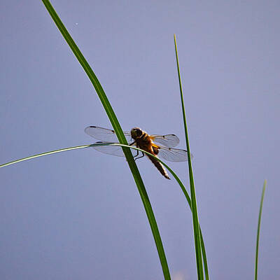 Jouko Lehto Royalty-Free and Rights-Managed Images - Four-spotted Chaser by Jouko Lehto
