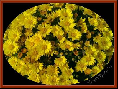 Up Up And Away - Framed Yellow Chrysanthemum Mums by Peggy Beverley