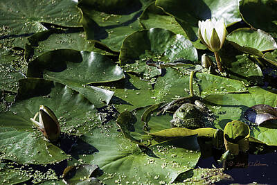 1-war Is Hell Rights Managed Images - Frog And Lily Pad Royalty-Free Image by Ed Peterson