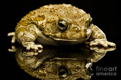 Studio Grafika Science Royalty Free Images - Frog Royalty-Free Image by Gunnar Orn Arnason