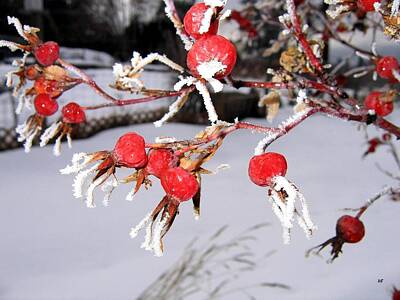Little Mosters Rights Managed Images - Frosty Rosehips Royalty-Free Image by Will Borden