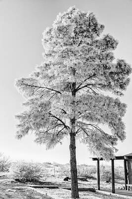 The Bunsen Burner - Frosty Tree by Diana Powell