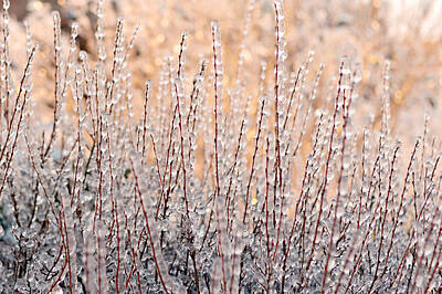 Paint Brush - Frozen Grass by Lisa Charbonneau