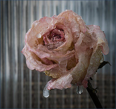 Discover Inventions - Frozen Rose 2 by Vladimir Kholostykh