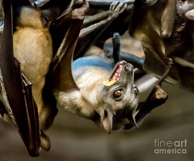 Mellow Yellow - Fruit Bat Fedding Time by Em Witherspoon