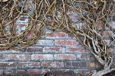 Farmhouse - Garden Wall with Vine in Winter by Gregory Strong