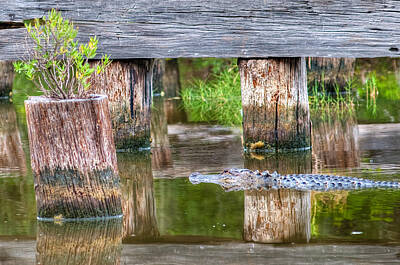 Reptiles Photo Royalty Free Images - Gator at the Old Trestle Royalty-Free Image by Scott Hansen