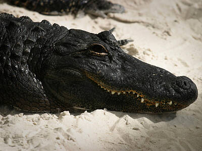Reptiles Royalty Free Images - Gator in Sand Royalty-Free Image by Anthony Jones