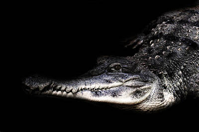 Reptiles Photo Royalty Free Images - Gator Royalty-Free Image by Martin Newman