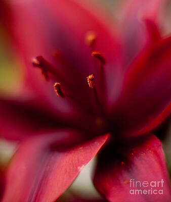 Lilies Royalty-Free and Rights-Managed Images - Gazer Lily Red Angles by Mike Reid
