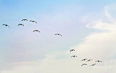 Birds Photos - Geese in Flight by Karen Adams