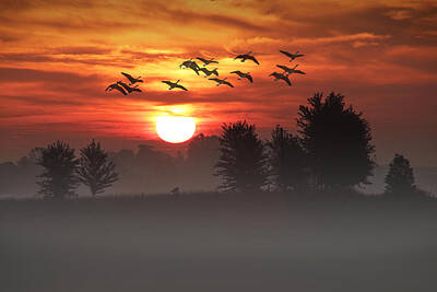 Randall Nyhof Royalty-Free and Rights-Managed Images - Geese on a Foggy Morning Sunrise by Randall Nyhof