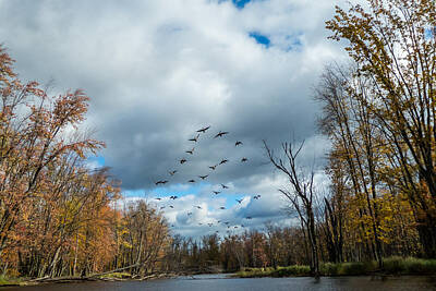 Kim Fearheiley Photography - Geese on the Beaver RIver by Richard Kitchen
