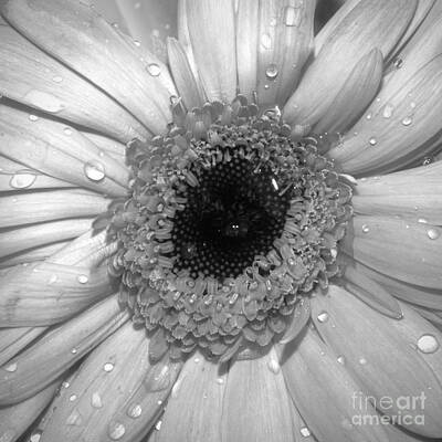 Animals And Earth Rights Managed Images - Gerber Daisy No. 4 Royalty-Free Image by Anita Miller