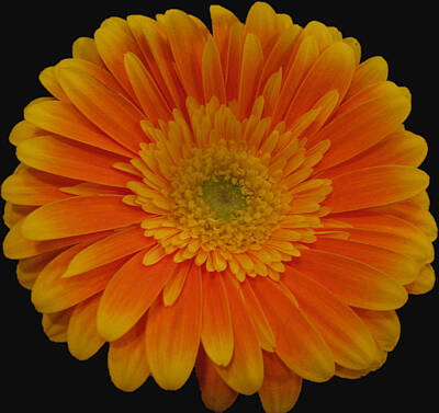On Trend Light And Airy - Gerbera daisy close-up  by Lena Photo Art